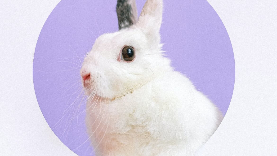 pexels-anna-shvets-4588071